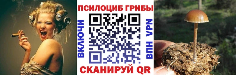Купить закладки Павловск Галлюциногенные грибы Psilocybe